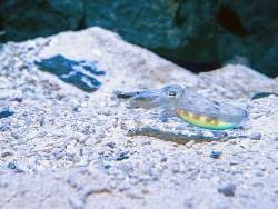 Cuttlefish put on camouflage before dinner.